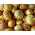 4-6cm Yellow Onion